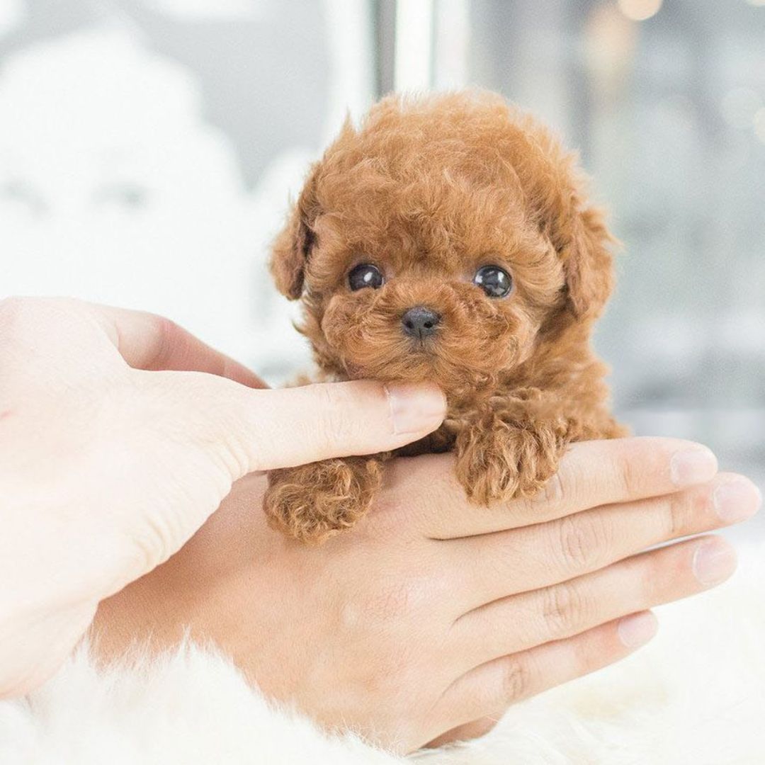 Norvo | Nicoo Robot Chiot Jouet Interactif Réaliste Chien Vivant pour Enfants